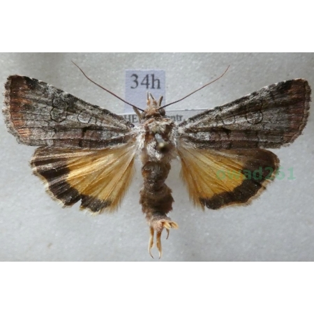 Epilecta linogrisea (Denis & Schiffermüller, 1775) Czech34h